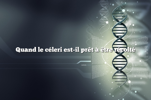 Quand le céleri est-il prêt à être récolté