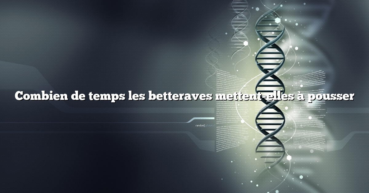 Combien de temps les betteraves mettent-elles à pousser
