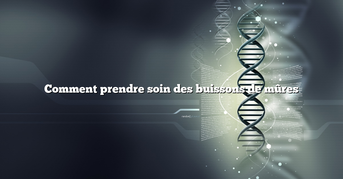 Comment prendre soin des buissons de mûres