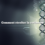 Comment récolter la coriandre