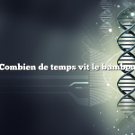 Combien de temps vit le bambou