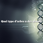 Quel type d’arbre a des glands