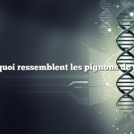 À quoi ressemblent les pignons de pin
