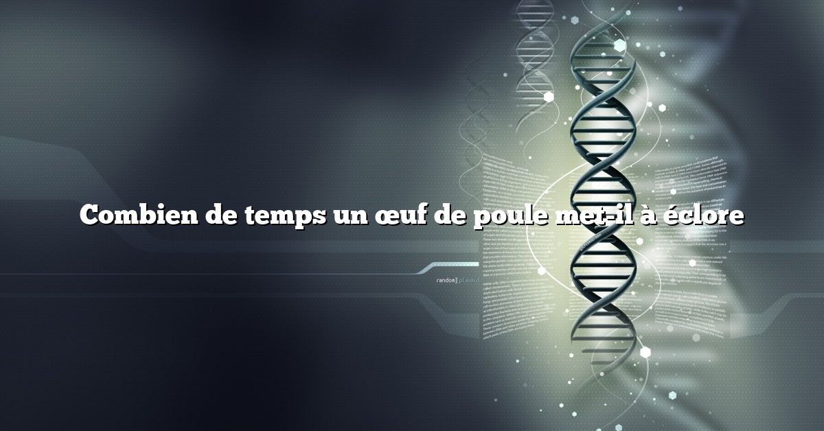 Combien de temps un œuf de poule met-il à éclore