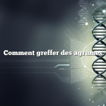 Comment greffer des agrumes