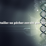 comment tailler un pêcher envahi par la végétation