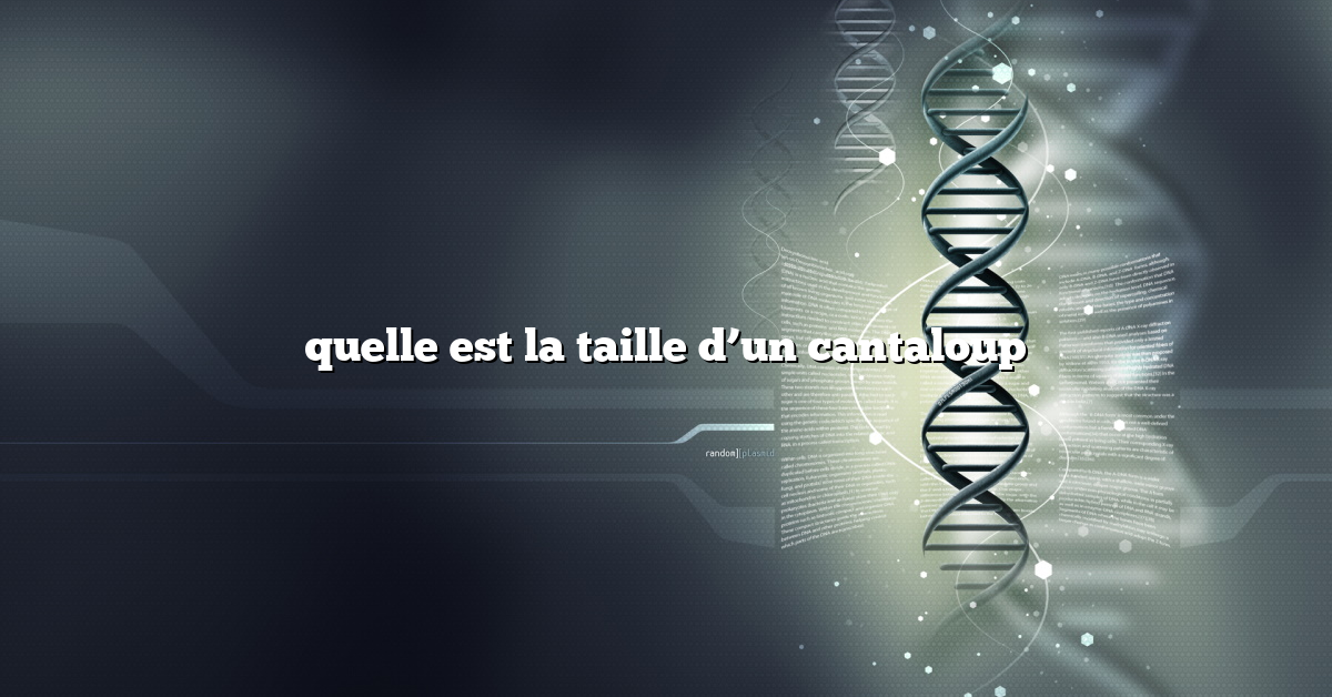 quelle est la taille d’un cantaloup