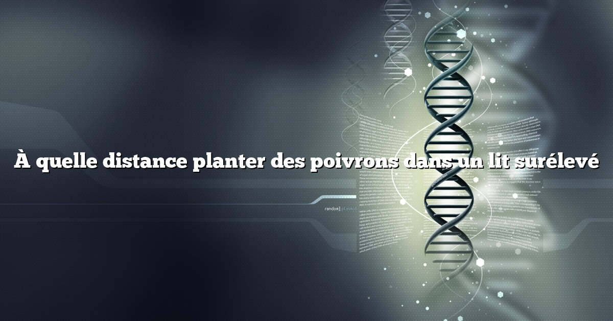 À quelle distance planter des poivrons dans un lit surélevé