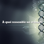 À quoi ressemble un oranger