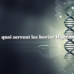 À quoi servent les bovins Highland