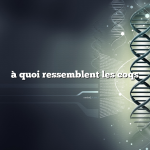 à quoi ressemblent les coqs