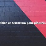 comment faire un terrarium pour plantes aériennes