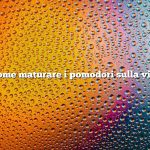 Come maturare i pomodori sulla vite