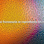 ¿Con qué frecuencia se reproducen los conejos?