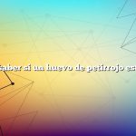 Cómo saber si un huevo de petirrojo está vivo