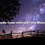 Domanda: Come coltivare l’uva Muscadine