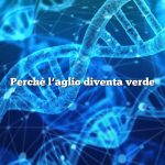 Perché l’aglio diventa verde