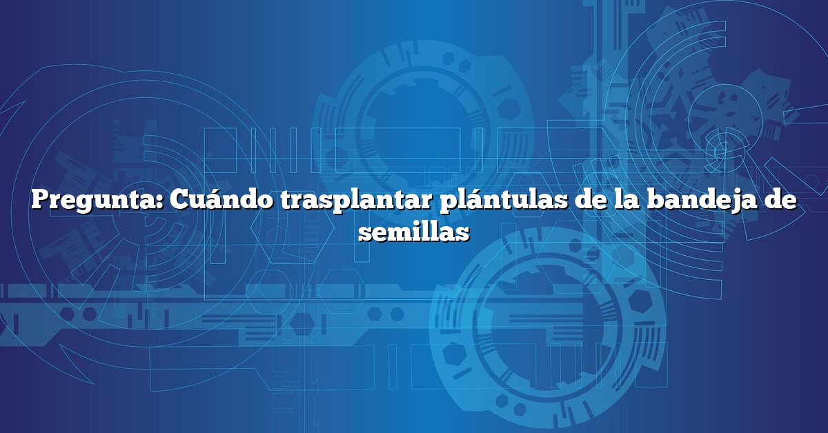 Pregunta: Cuándo trasplantar plántulas de la bandeja de semillas