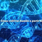 Pregunta: Cómo cultivar bambú a partir de semillas