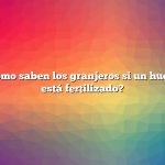 Pregunta: ¿Cómo saben los granjeros si un huevo de gallina está fertilizado?