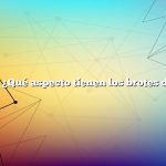 Pregunta: ¿Qué aspecto tienen los brotes de girasol?