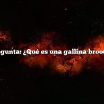 Pregunta: ¿Qué es una gallina broody?