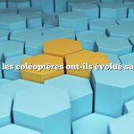 Quand les coléoptères ont-ils évolué sur Terre