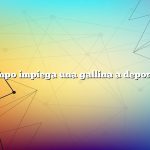 Quanto tempo impiega una gallina a deporre un uovo