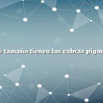 ¿Qué tamaño tienen las cabras pigmeas?