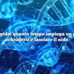 Risposta rapida: quanto tempo impiega un pettirosso a schiudersi e lasciare il nido