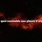 À quoi ressemble une plante d’orge
