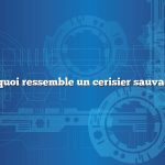 à quoi ressemble un cerisier sauvage