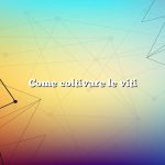 Come coltivare le viti