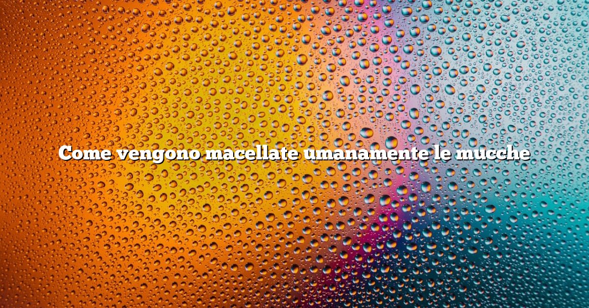 Come vengono macellate umanamente le mucche