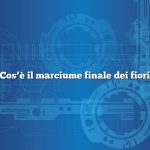 Cos’è il marciume finale dei fiori