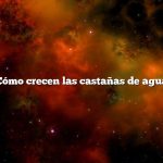 ¿Cómo crecen las castañas de agua?