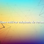 Cómo cultivar calabaza de verano