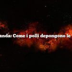Domanda: Come i polli depongono le uova