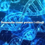 Domanda: come potare i ciliegi