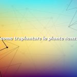 Domanda: come trapiantare le piante senza ucciderle