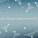 Pregunta: ¿Cuánto tarda en crecer el apio?