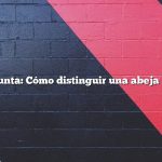 Pregunta: Cómo distinguir una abeja reina