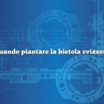 Quando piantare la bietola svizzera