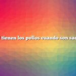 ¿Qué edad tienen los pollos cuando son sacrificados?