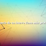 ¿Qué parte de un huevo tiene más proteínas?