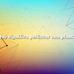 ¿Qué significa pellizcar una planta?