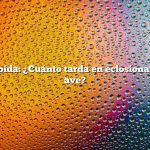 Respuesta rápida: ¿Cuánto tarda en eclosionar un huevo de ave?