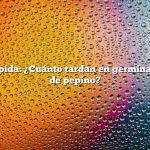 Respuesta rápida: ¿Cuánto tardan en germinar las semillas de pepino?