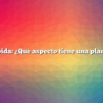 Respuesta rápida: ¿Qué aspecto tiene una planta de tomate?