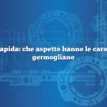 Risposta rapida: che aspetto hanno le carote quando germogliano